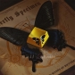 Golden Butterflies Metal Artisan Keycaps for Mechanical Gaming Keyboard